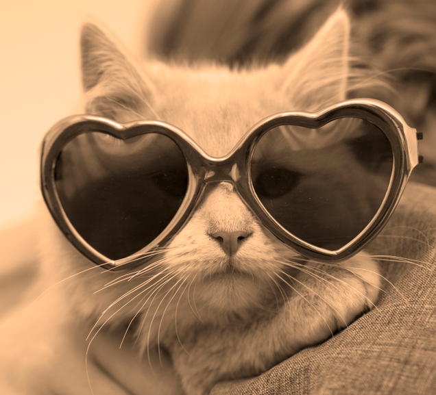 Illustration for article titled The Collected Works Of Matthew Thomas, America’s Foremost Photographer Of Cats Who Just Can’t Even